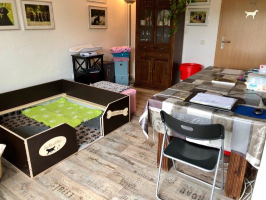 Unser Welpenzimmer – Wurfzimmer ist fertiggestellt – Highlandflats