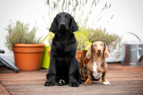 SHF_2019_Sep_IMG_0412-bearbeitet_WEB