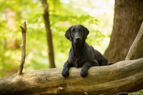 www.tierfotografie.pics