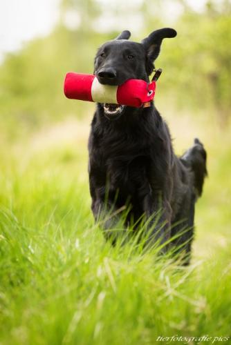 www.tierfotografie.pics