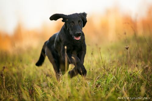 www.tierfotografie.pics