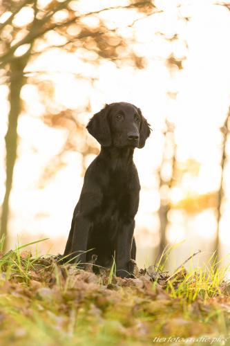 www.tierfotografie.pics