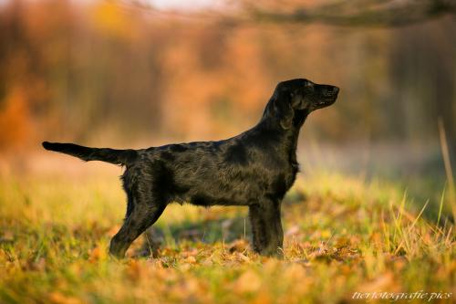 www.tierfotografie.pics
