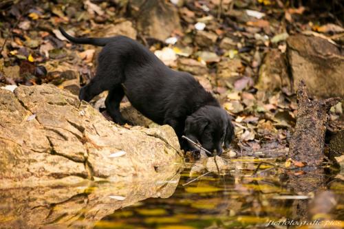 www.tierfotografie.pics