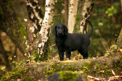 www.tierfotografie.pics