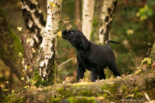 www.tierfotografie.pics
