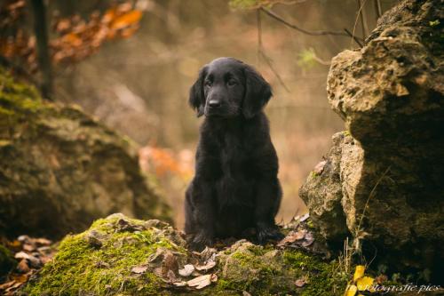 www.tierfotografie.pics