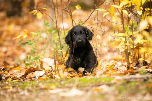 www.tierfotografie.pics