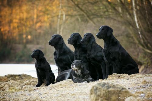 www.tierfotografie.pics