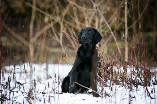 www.tierfotografie.pics
