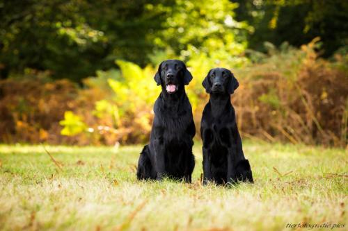 www.tierfotografie.pics