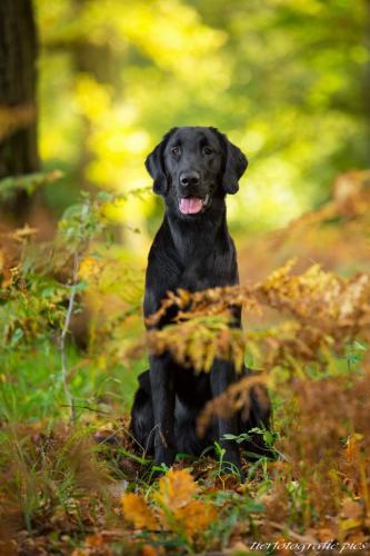 www.tierfotografie.pics