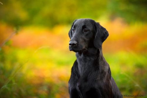 www.tierfotografie.pics