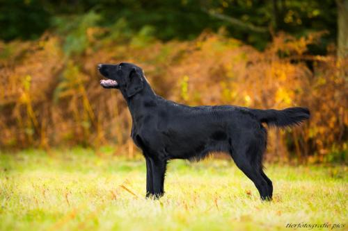 www.tierfotografie.pics