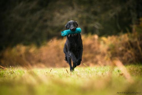 www.tierfotografie.pics