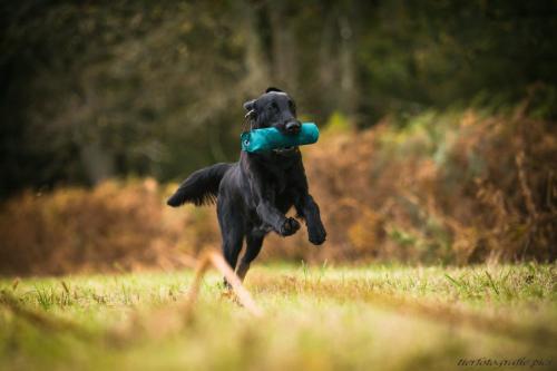www.tierfotografie.pics