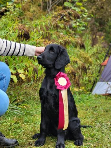 Conall 2 Best Baby of BRED 10-24