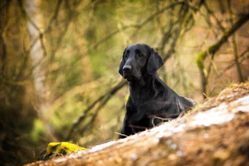 SHF_2018_Maerz_IMG_9662-bearbeitet_WEB