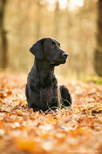 www.tierfotografie.pics