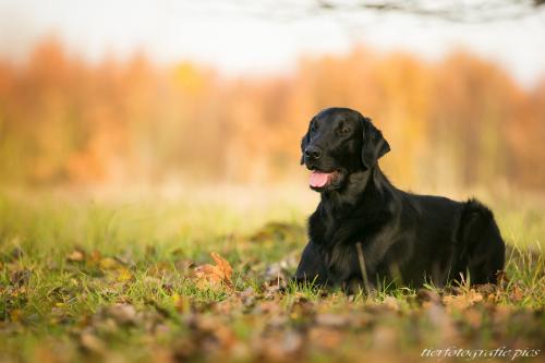 www.tierfotografie.pics