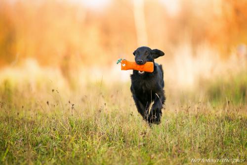www.tierfotografie.pics