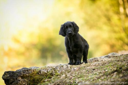 www.tierfotografie.pics