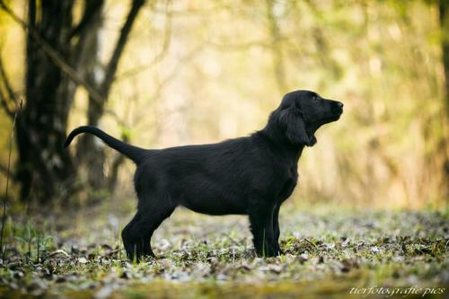 www.tierfotografie.pics