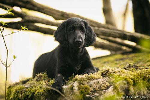 www.tierfotografie.pics