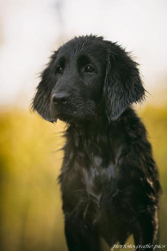 www.tierfotografie.pics