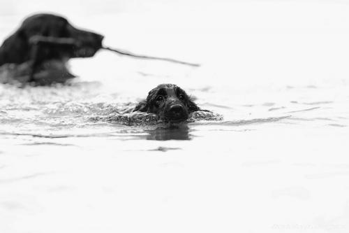 www.tierfotografie.pics