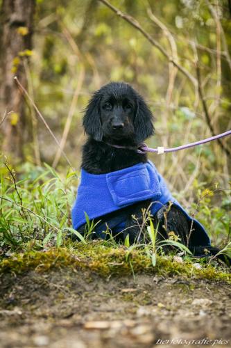 www.tierfotografie.pics