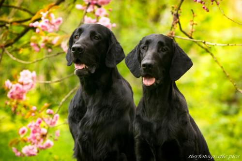 www.tierfotografie.pics