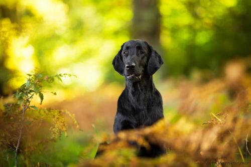 www.tierfotografie.pics