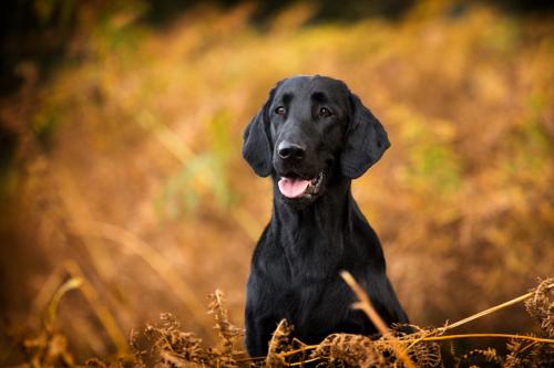 www.tierfotografie.pics